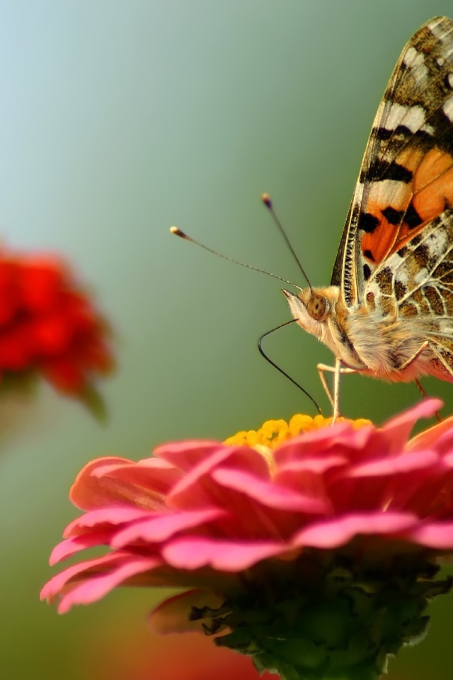 Бабочка на красном цветке