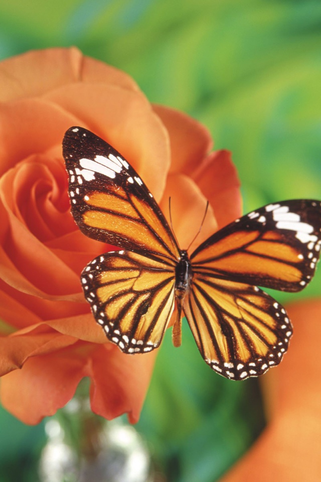 Бабочка на красной розе