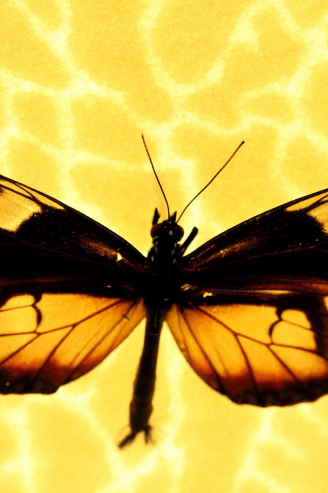 Бабочка на желтом фоне