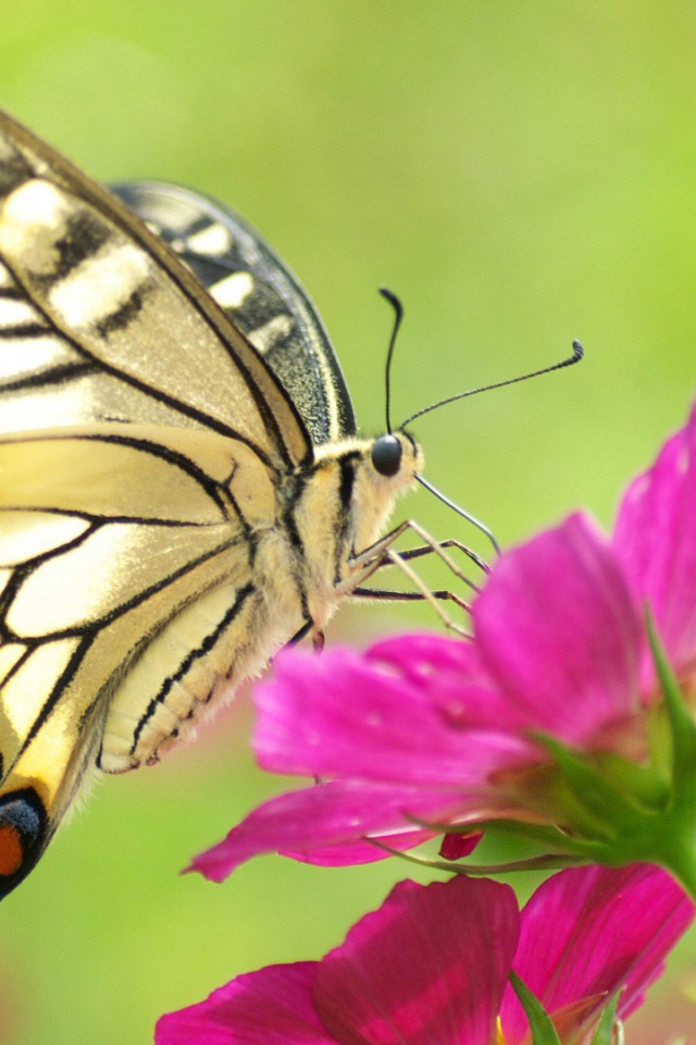Бабочка на розовом цветке
