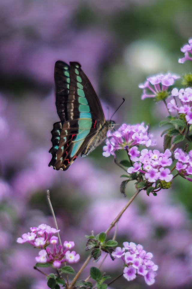 Бабочка на сиреневых цветках
