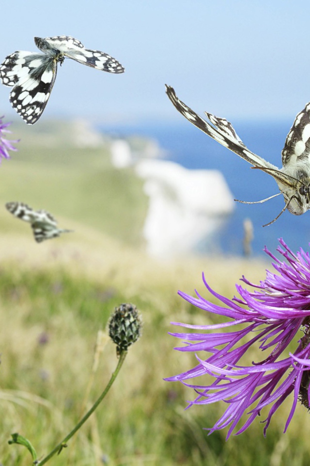 Бабочка садится на цветок