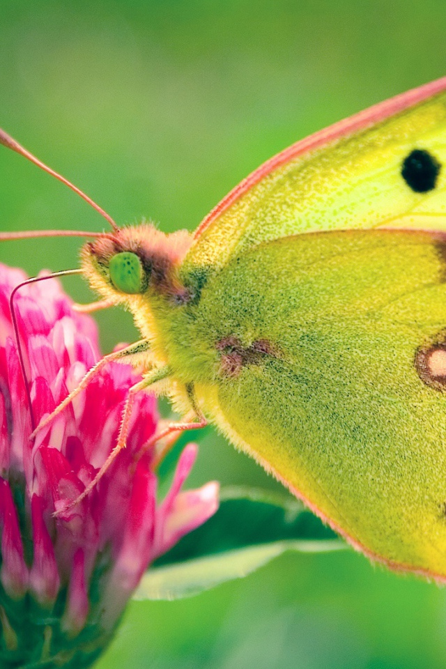 Бабочка в поле