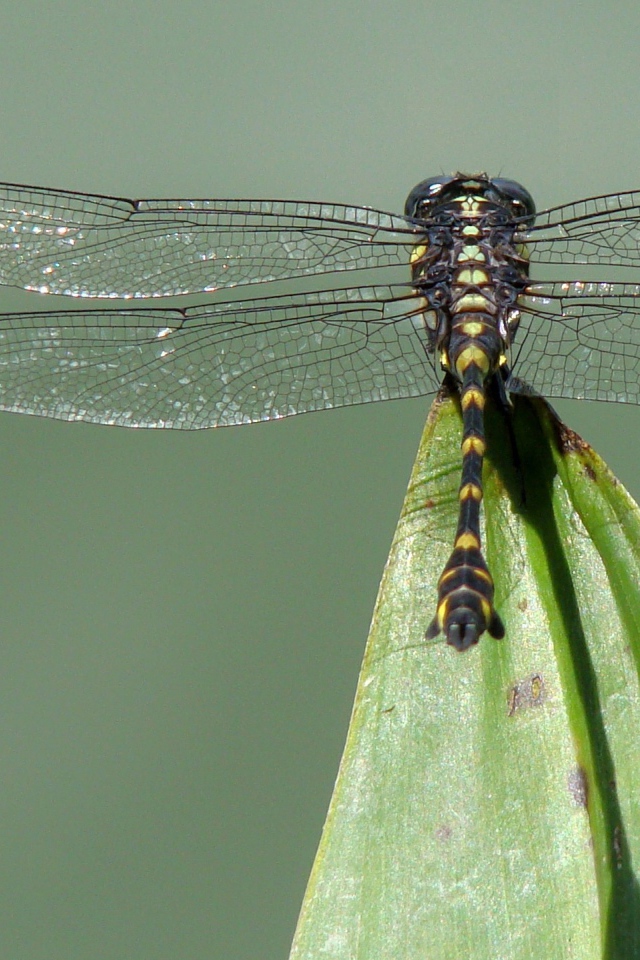 Стрекоза на кончике листа