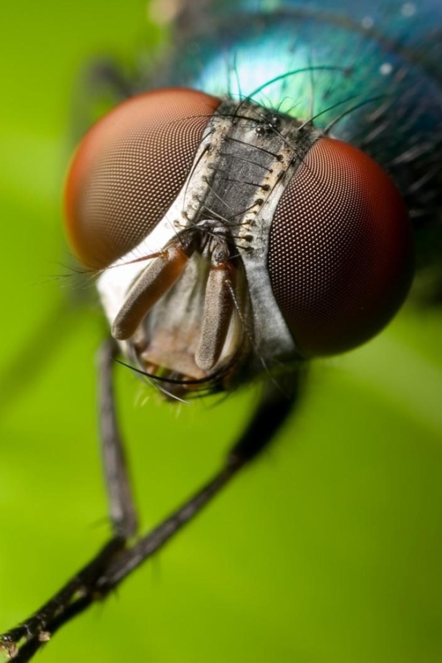 Летающий глазастик