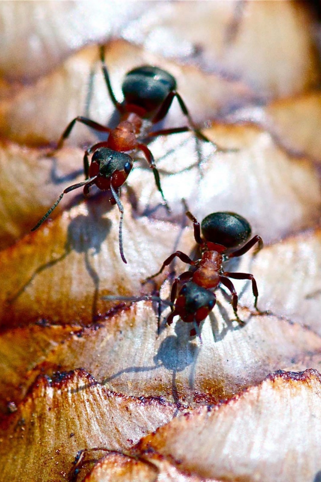 Лесные муравьи