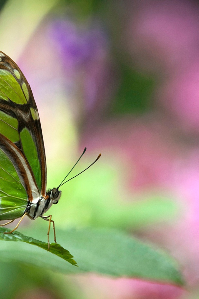 Зеленая бабочка