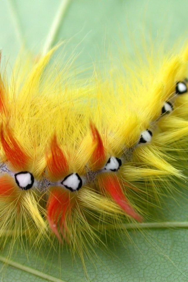 Мохнатая гусеница