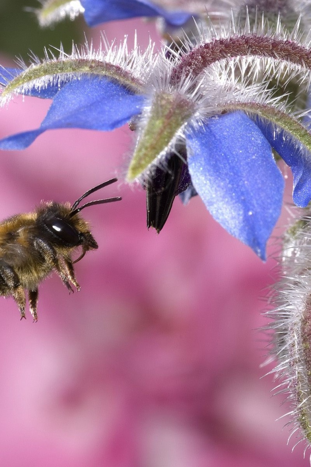 Пчела собирает мед