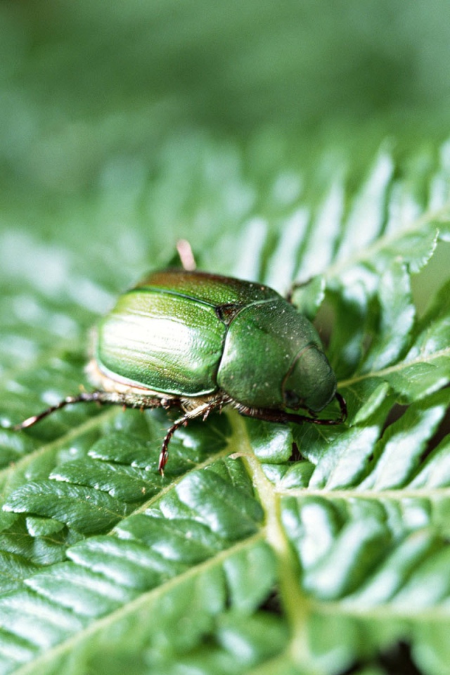 Японский жук