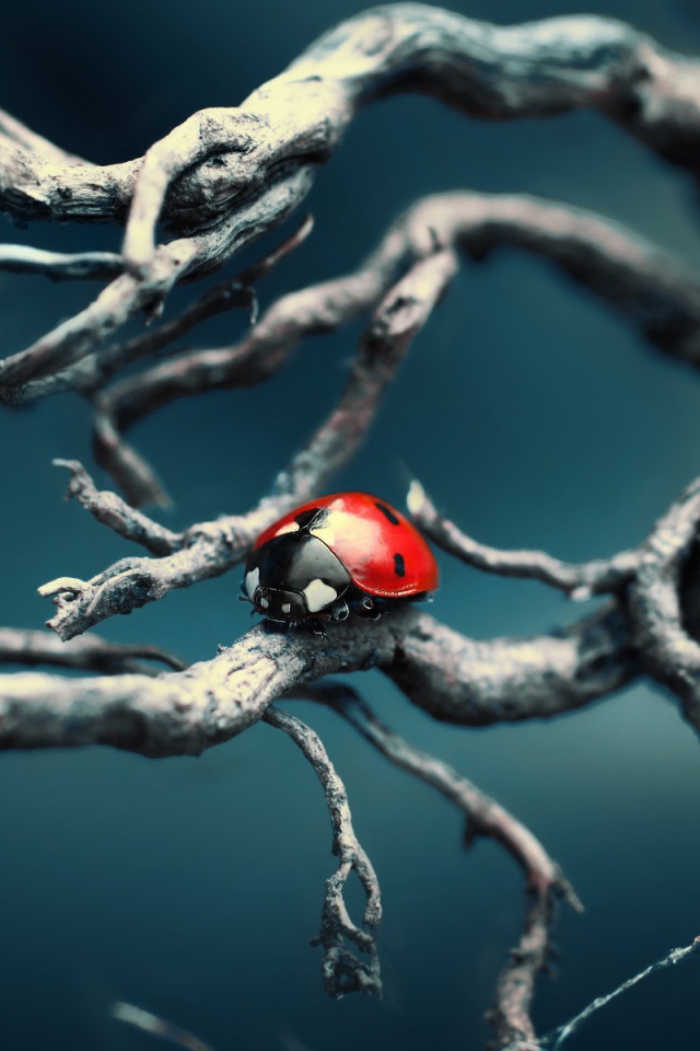 Божья коровка ползет по веткам