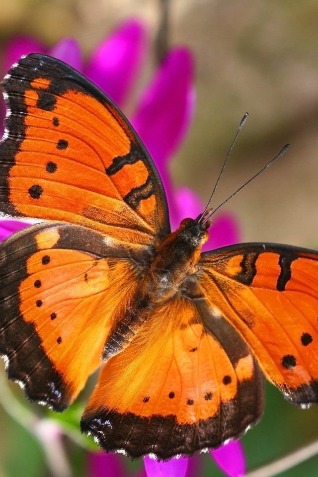 Бабочка в Лондоне