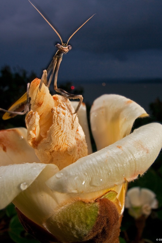 Богомол на цветке