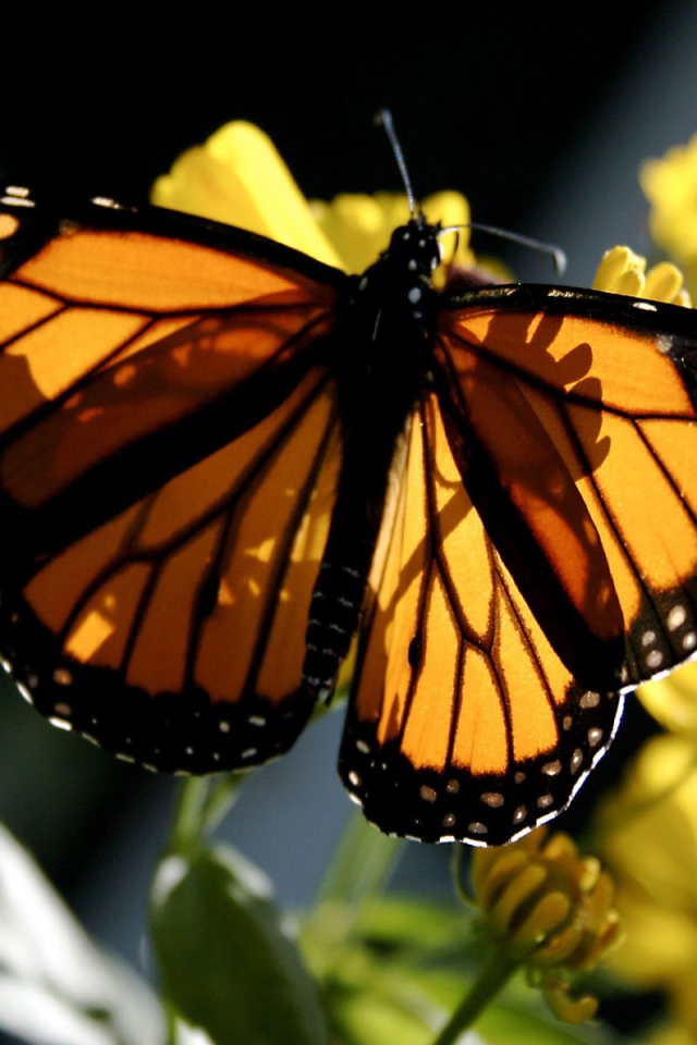 Бабочка Монарх