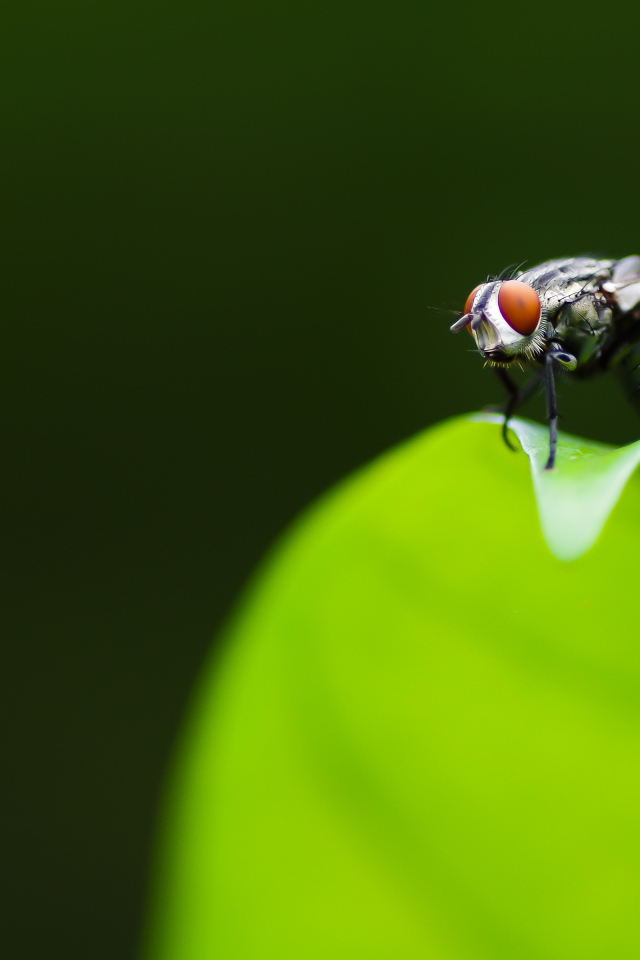 Фотогеничная муха