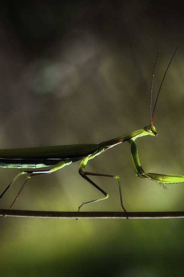 Богомол на ветке