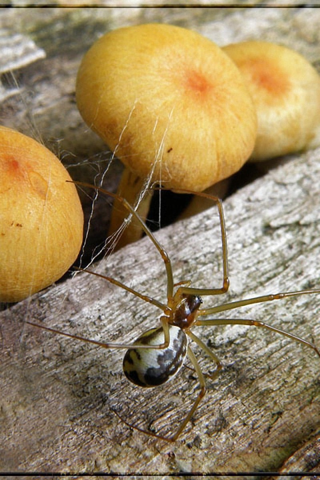 Паук и грибы