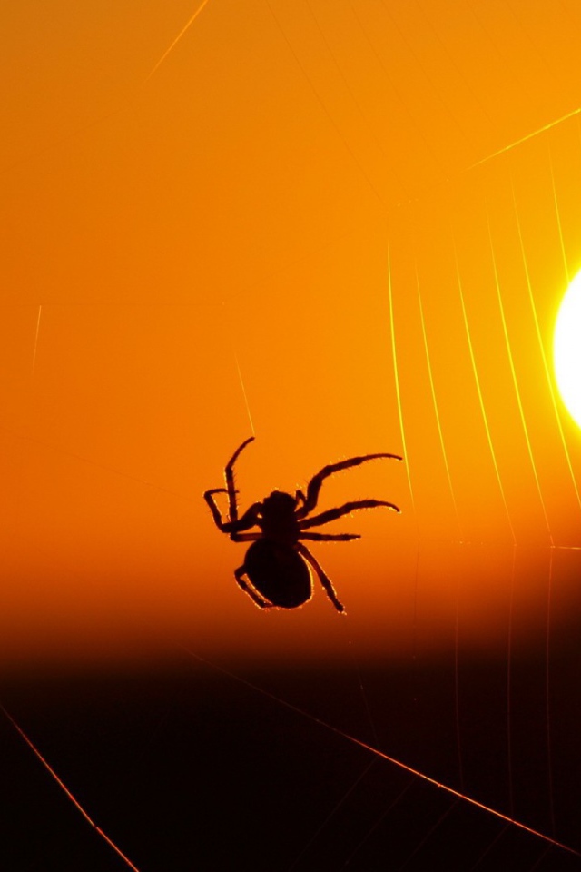 Паук на закате солнца