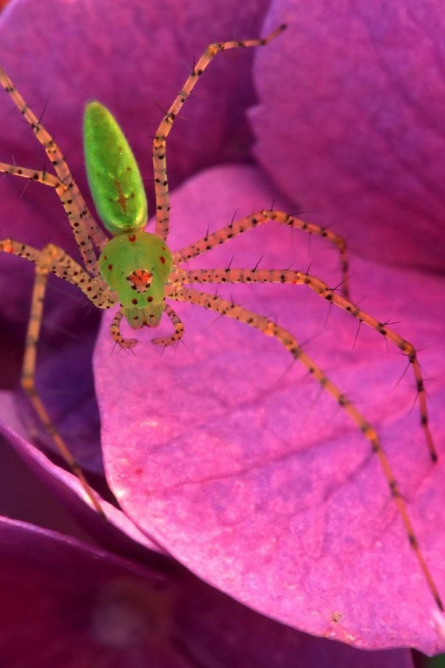 Паук на розовых цветках