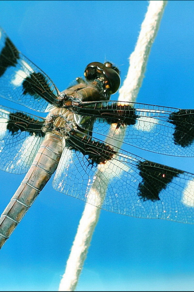 Пятнистая стрекоза на растении