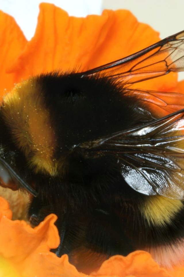 Шмель на цветке