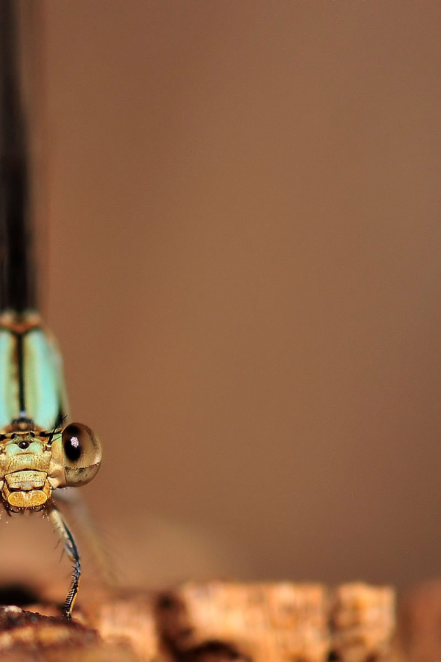 Глаза стрекозы