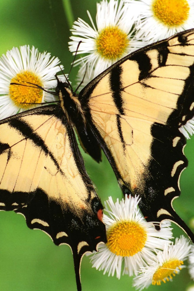 Тигровая бабочка