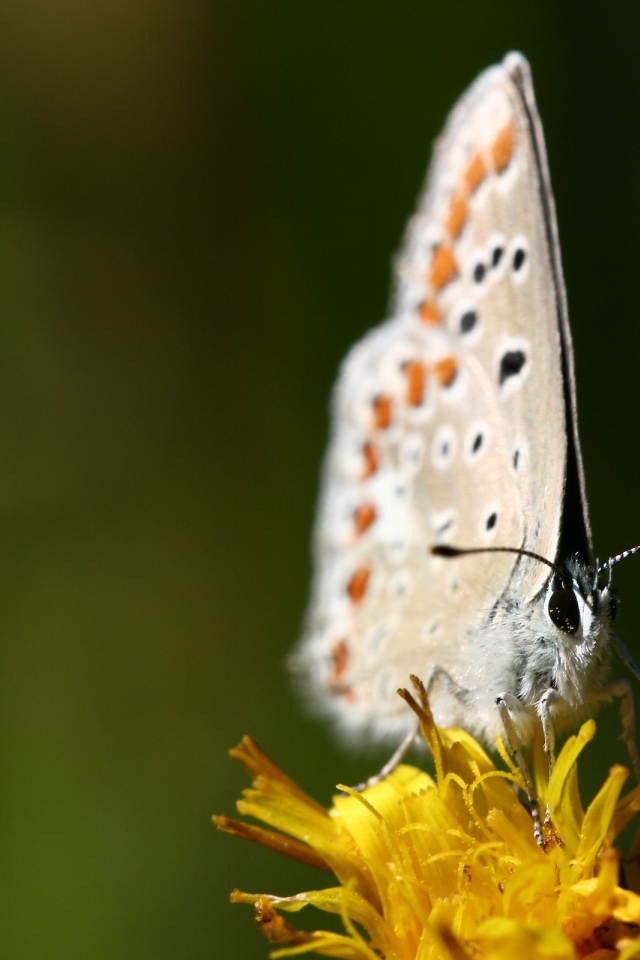 Белая бабочка на желтом цветке