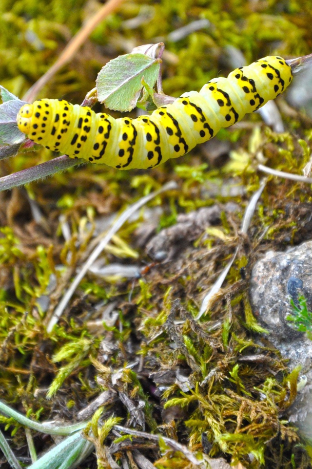 Желтая гусеница