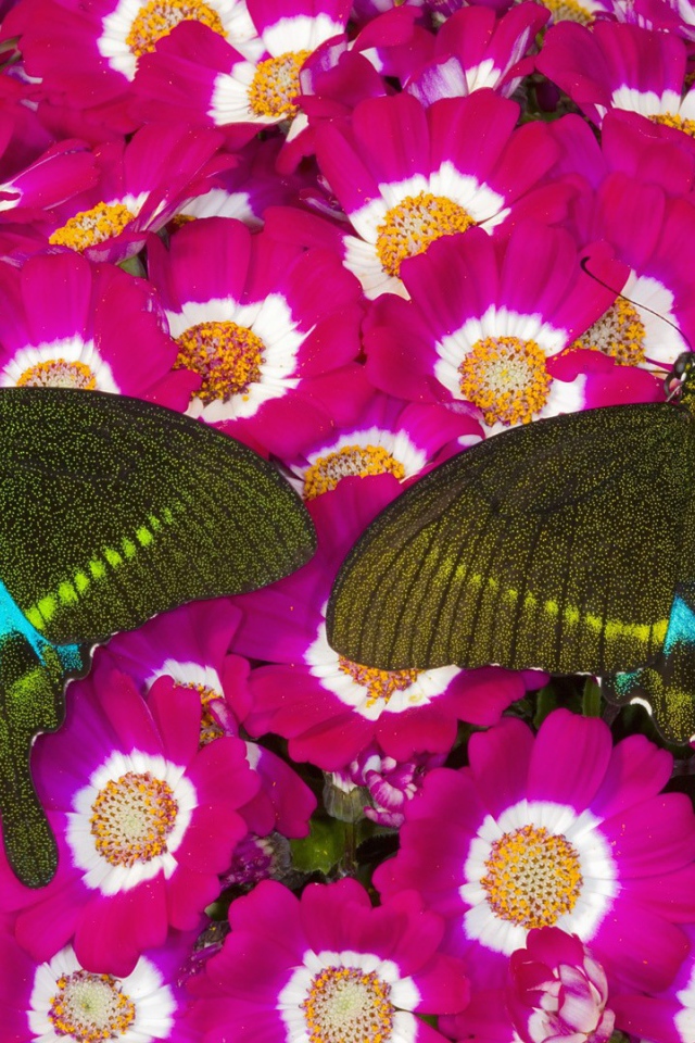 Бабочки на розовых цветах