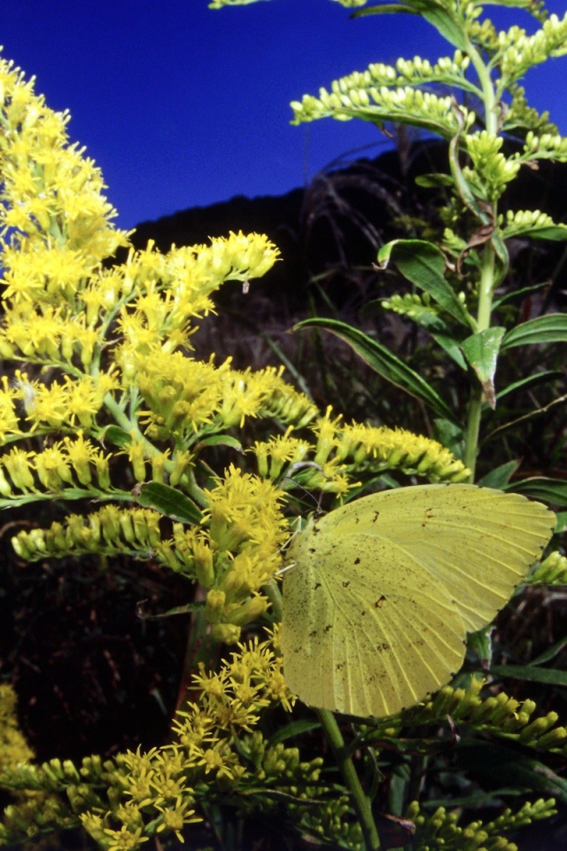 Бабочка на желтом цветке