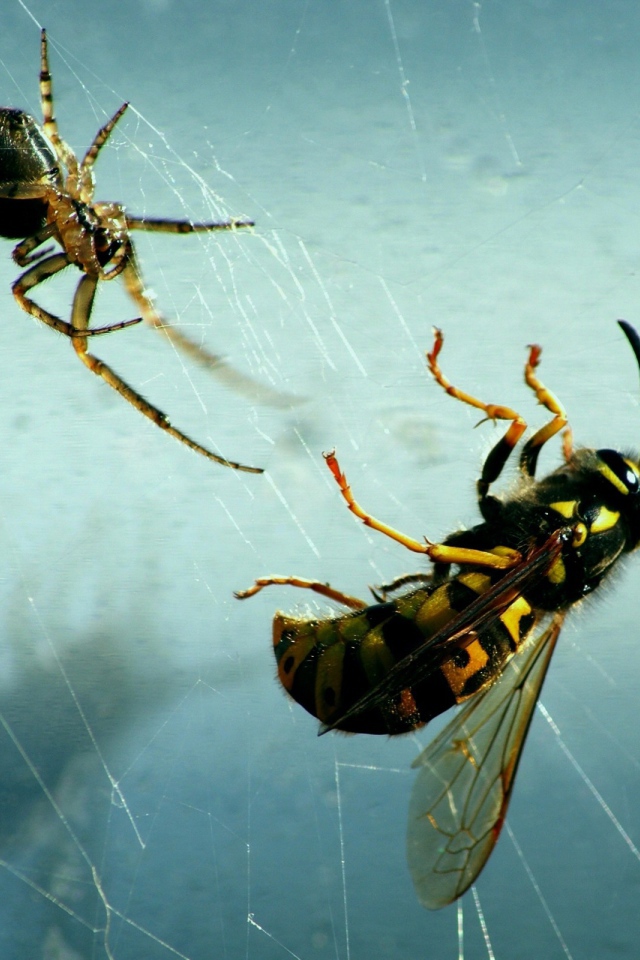Паук и его добыча