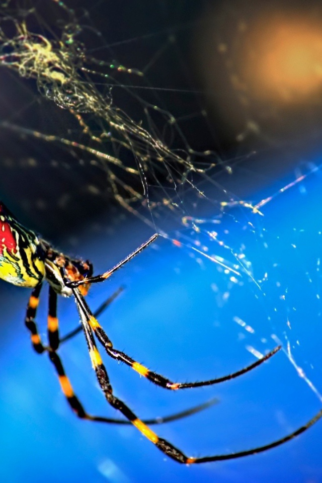 Паук плетет паутину