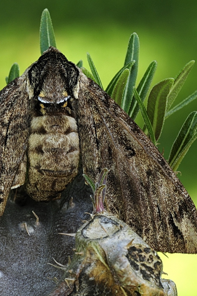 Большая серая моль