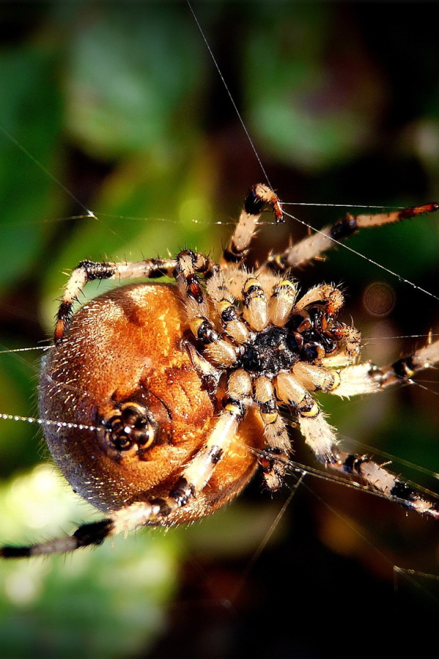 Круглый паук