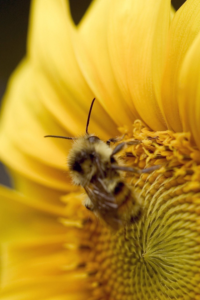 Пчела на желтом цветке