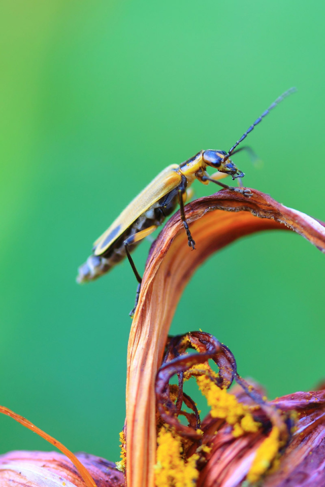 Жук сидит на цветке