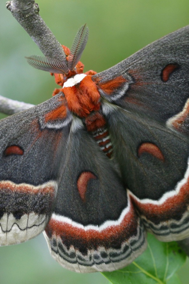 Большая красивая бабочка