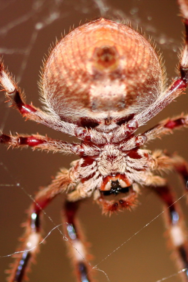 Большой паук