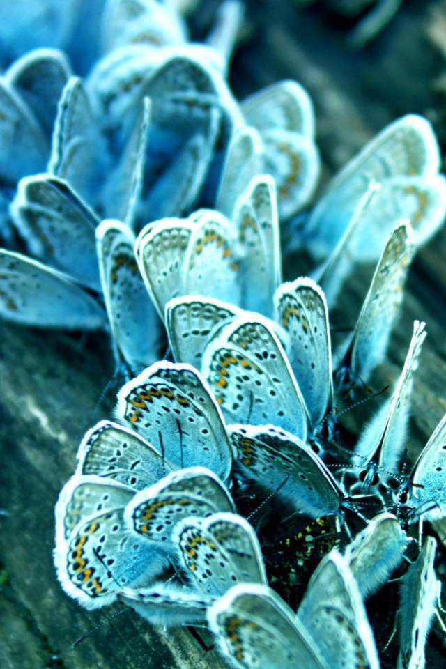Голубые бабочки