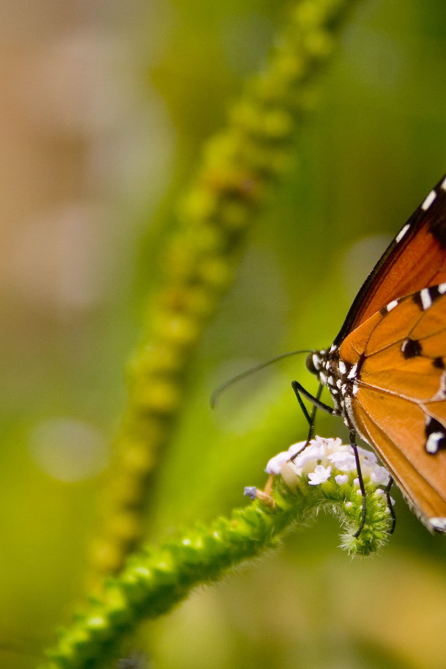 Коричневая бабочка на цветке