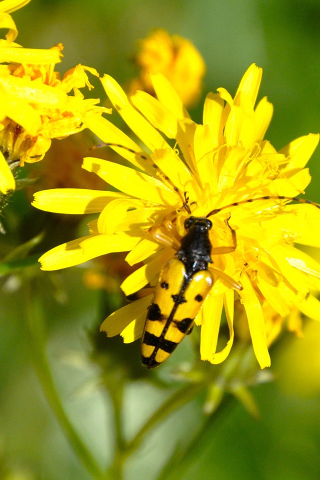 Жук на желтом цветке