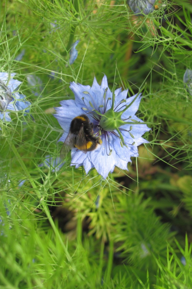 Шмель на голубом цветке