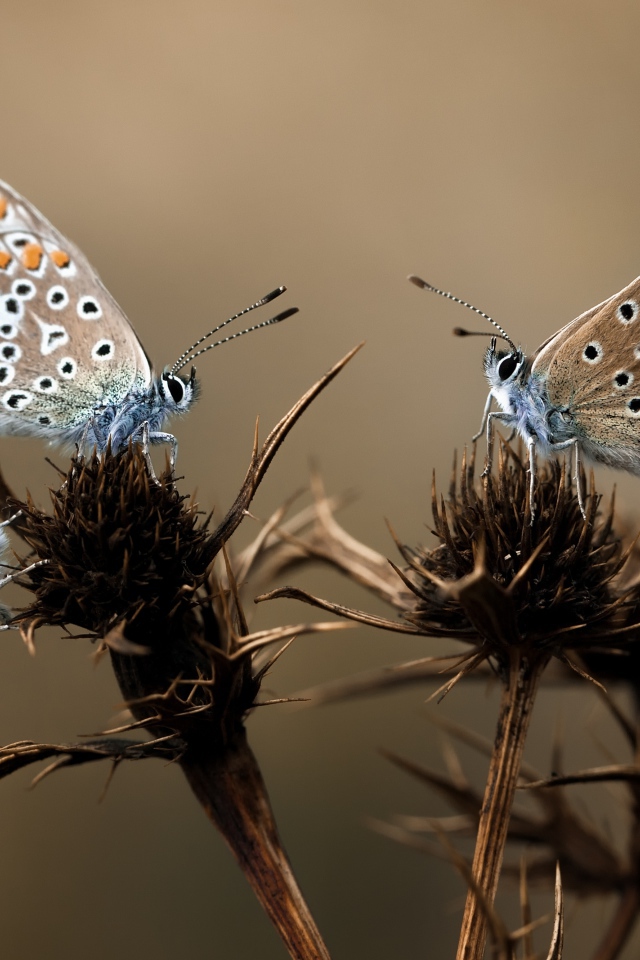 Бабочки на колючках