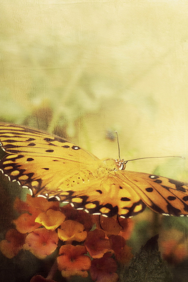 Бабочка в полете