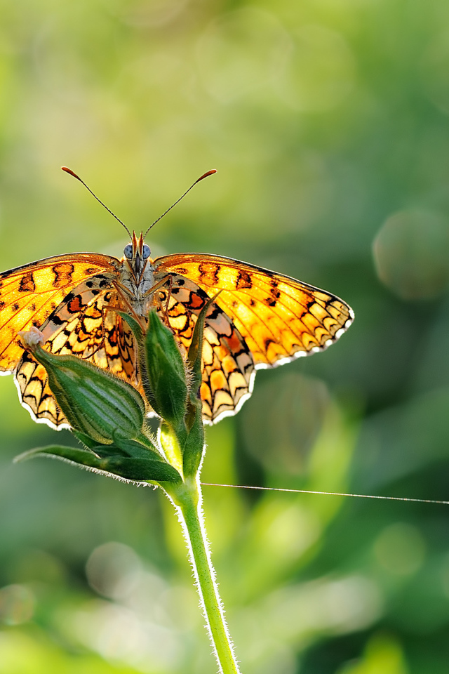 Бабочка на размытом фоне