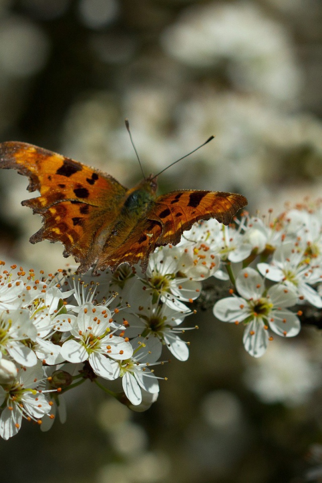 Бабочка на цветущем дереве