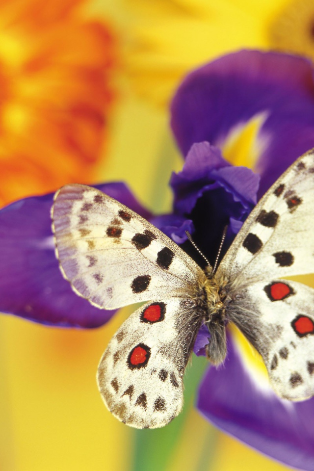 Бабочка на цветке