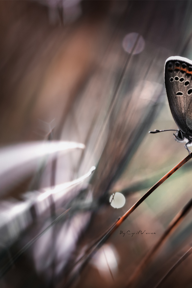 Бабочка на стебле