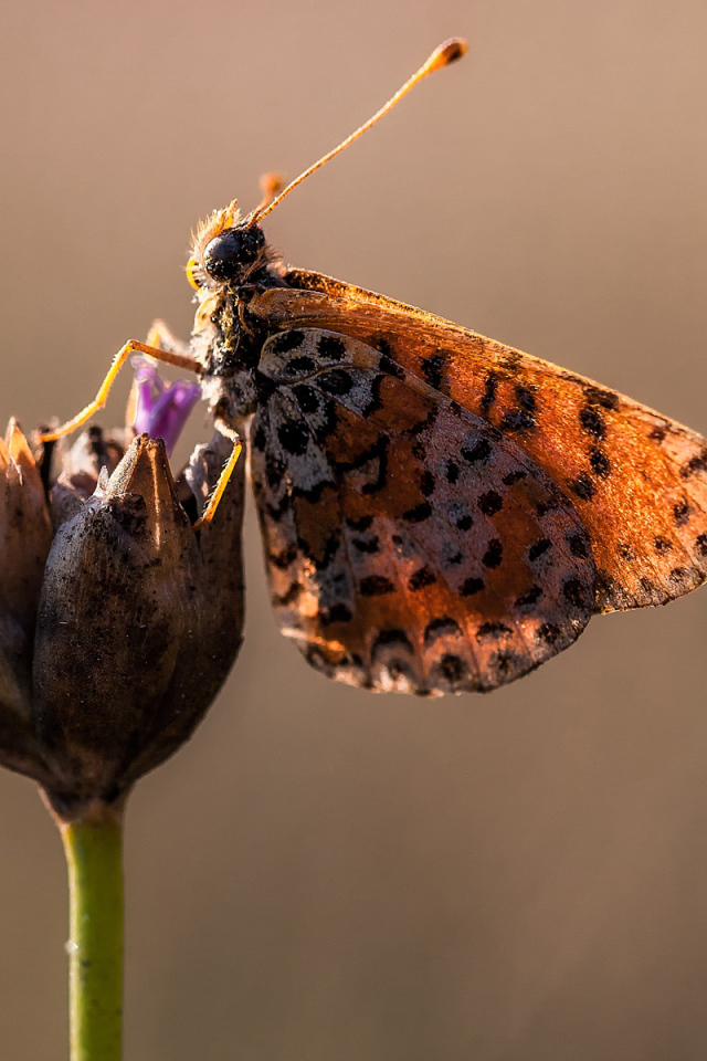 Бабочка на бутоне цветка